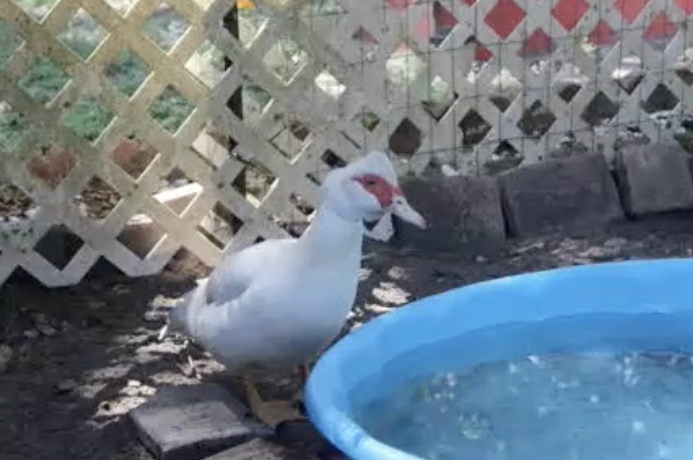 County Commissioners Say ‘Yes’ to Emotional Support Duck 